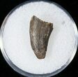 Worn Tyrannosaur Tooth Tip - Montana #14782-1